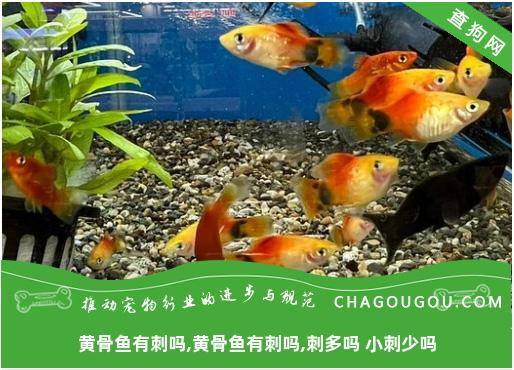 黄骨鱼有刺吗,黄骨鱼有刺吗,刺多吗 小刺少吗